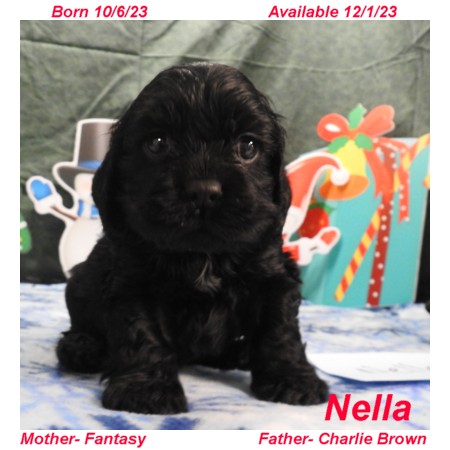 puppy, for, sale, Cocker Spaniel, Joe & Cherri  Overlease, dog, breeder, Miller, MO, dog-breeder, puppy-for-sale, forsale, nearby, find, puppyfind, locator, puppylocator, aca